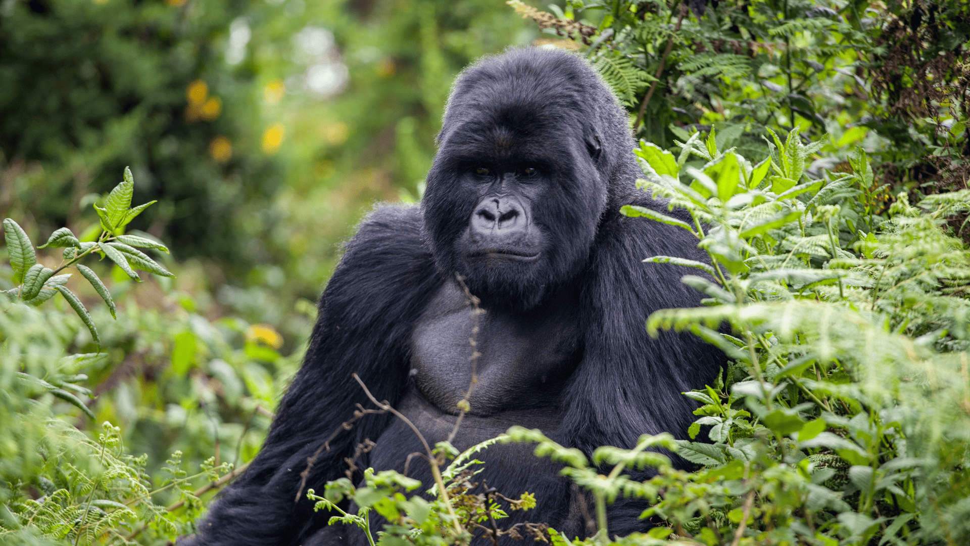 9 Days Rwanda's plains, rainforests, and primates